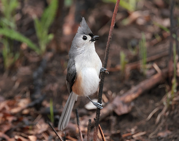 Tufted Titmouse Baeolophus bicolor