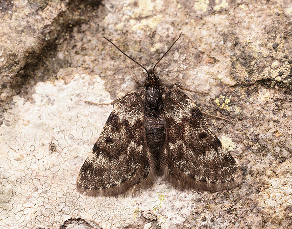 70.289 BF1965 Black Mountain Moth Glacies coracina