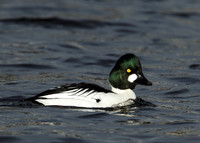 Goldeneye Bucephala clangula