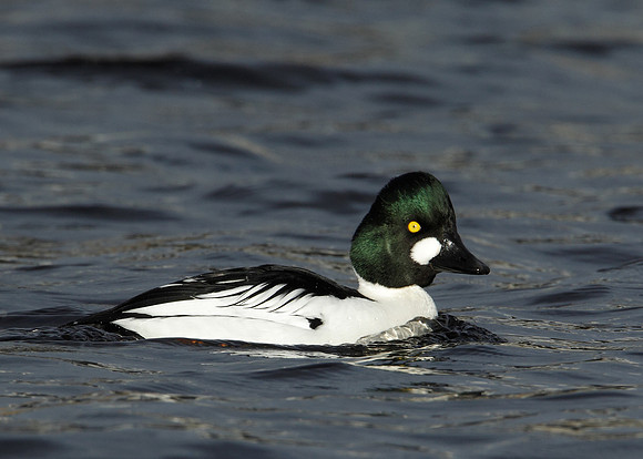 Goldeneye Bucephala clangula