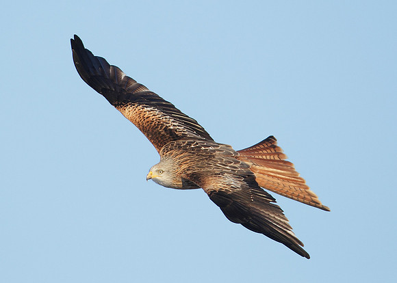 Red Kite Milvus milvus