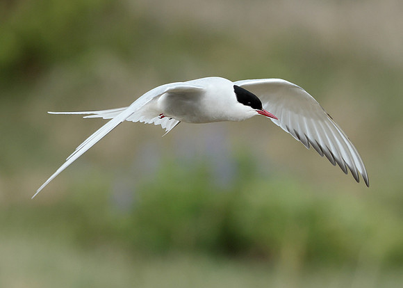 Arctic Tern Sterna paradisaea