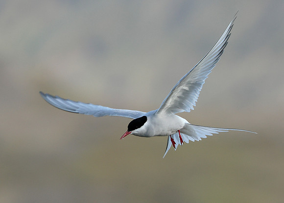 Arctic Tern Sterna paradisaea