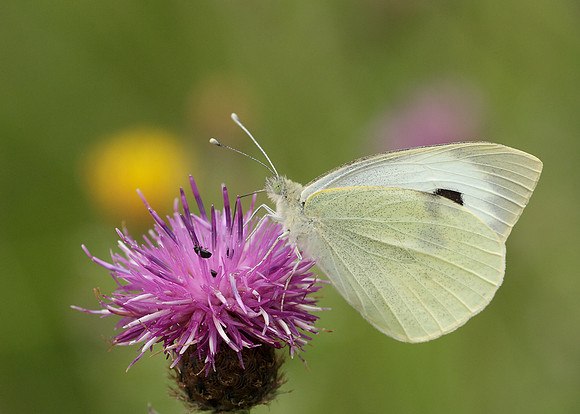 Large White Pieris brassicae