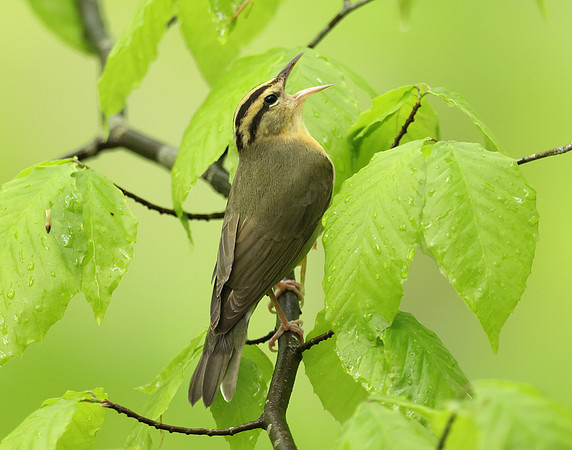 Worm-eating Warbler Helmitheros vermivorum