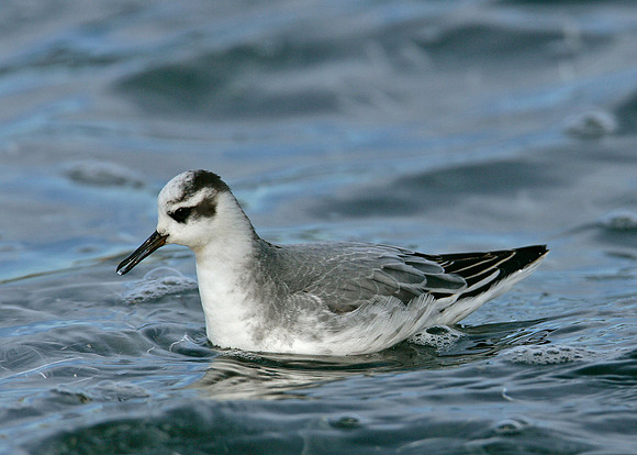 Grey Phalarope Phalaropus fulicarius