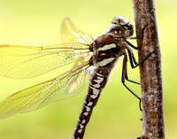 Common Hawker Aeshna juncea