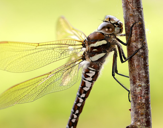 Common Hawker Aeshna juncea