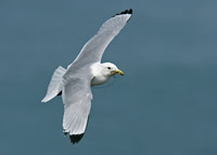 Kittiwake Rissa tridactyla