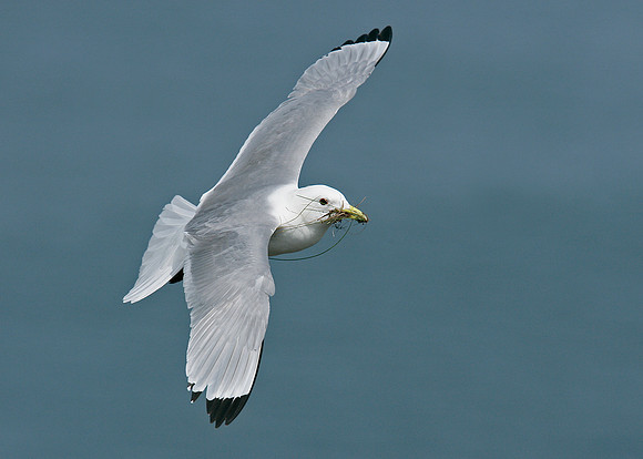 Kittiwake Rissa tridactyla