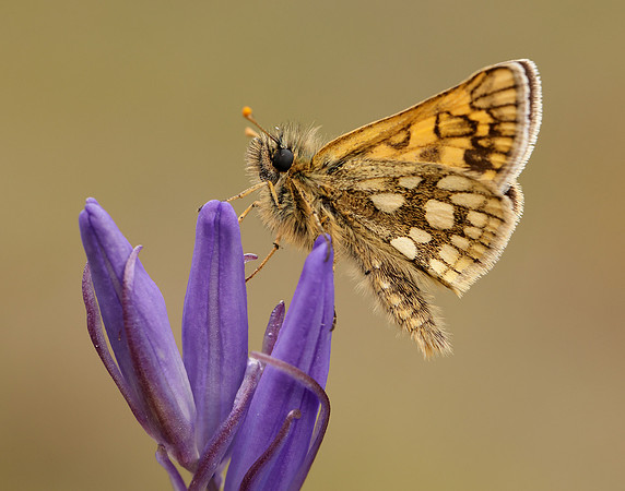 Chequered Skipper Carterocephalus palaemon