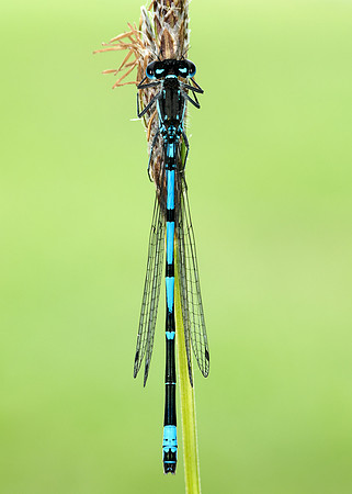 Variable Damselfly Coenagrion pulchellum