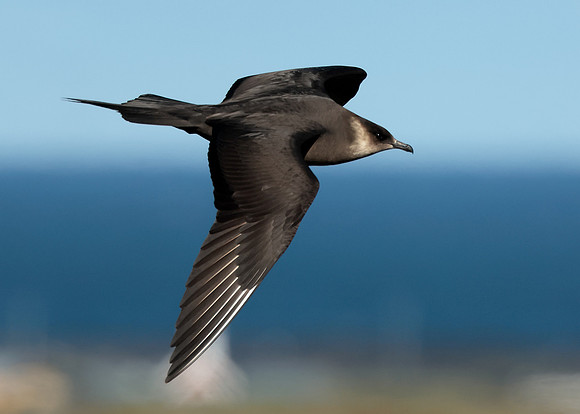 Arctic Skua Stercorarius parasiticus