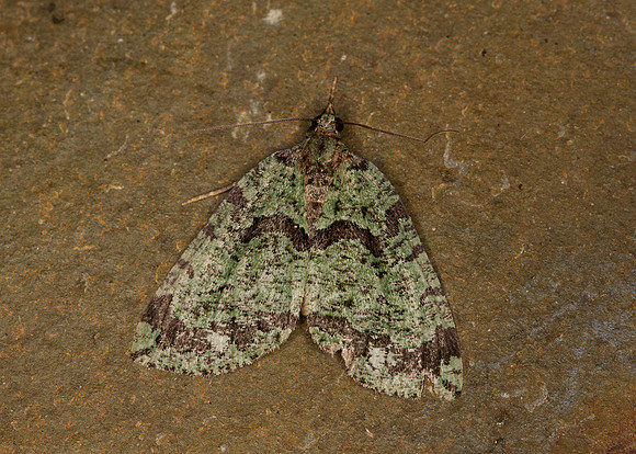 70.074 BF1777 July Highflyer Hydriomena furcata