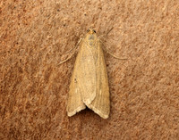 63.035 BF1393 Udea uliginosalis