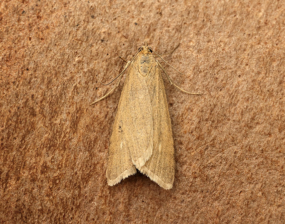 63.035 BF1393 Udea uliginosalis