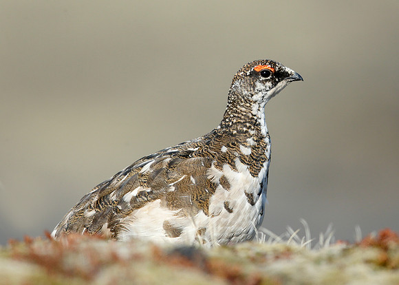 Ptarmigan Lagopus mutus