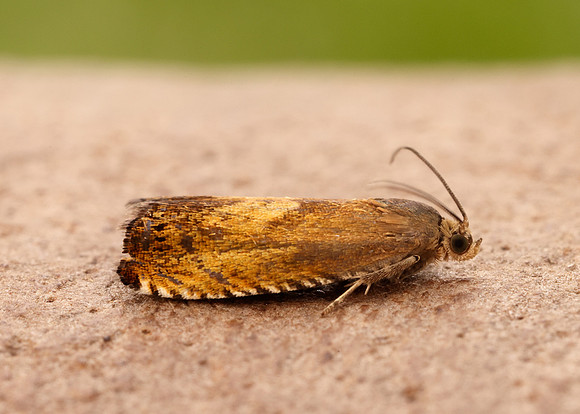 49.376 BF1233 Pammene aurita