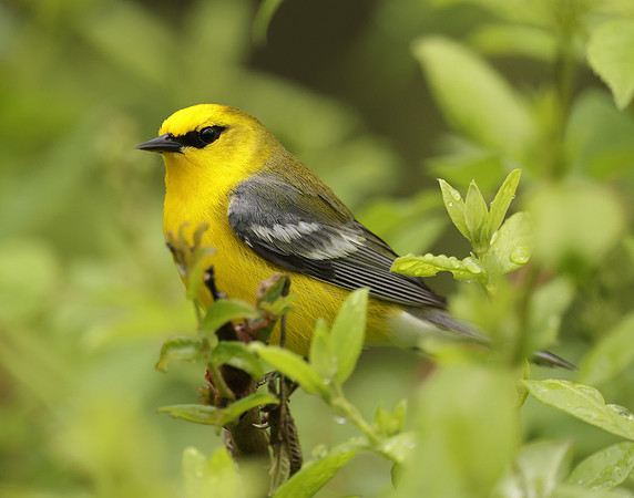 Blue-winged Warbler Vermivora cyanoptera