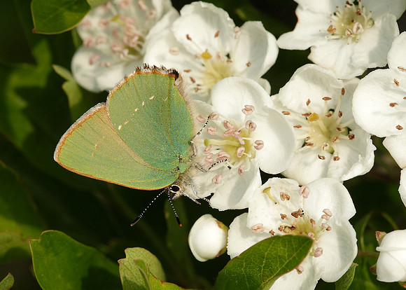 Green Hairstreak Callophrys rubi