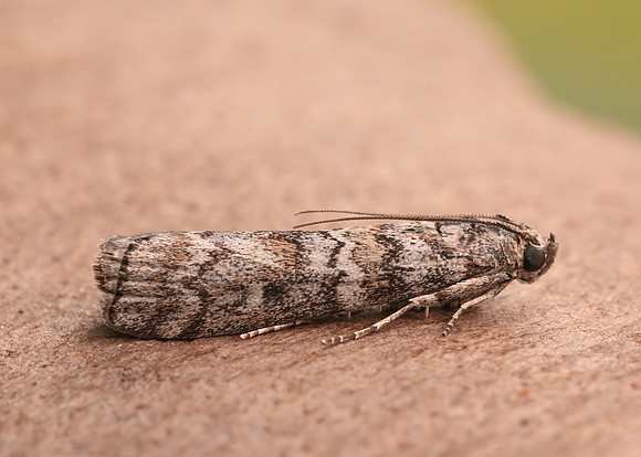 62.028 BF1454 Dioryctria abietella