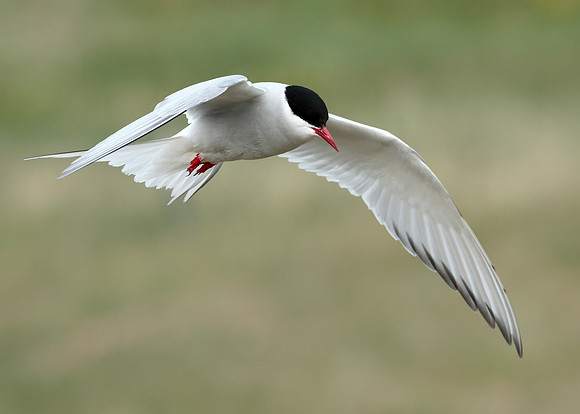 Arctic Tern Sterna paradisaea