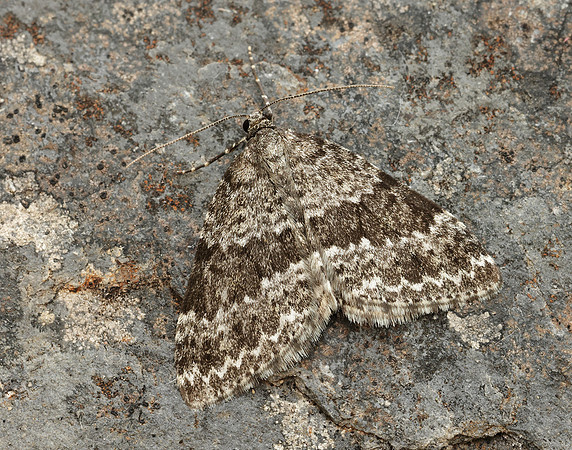 70.072 BF1744 Grey Mountain Carpet Entephria caesiata
