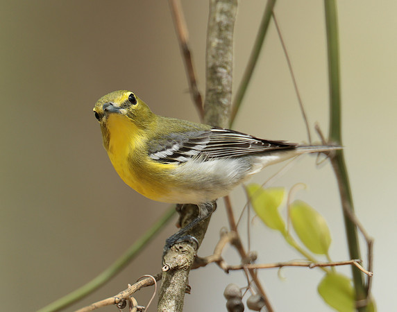 Yellow-throated Vireo Vireo flavifrons
