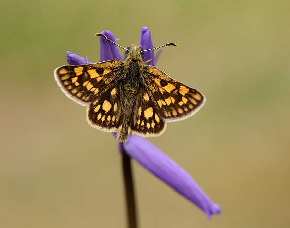 Chequered Skipper Carterocephalus palaemon