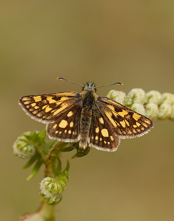 Chequered Skipper Carterocephalus palaemon