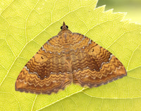 70.059 BF1742 Yellow Shell Camptogramma bilineata