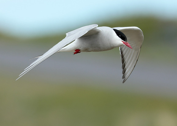 Arctic Tern Sterna paradisaea