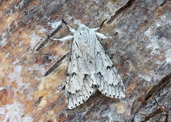 73.040 BF2280  Miller Acronicta leporina