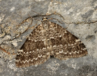 70.072 BF1744 Grey Mountain Carpet Entephria caesiata
