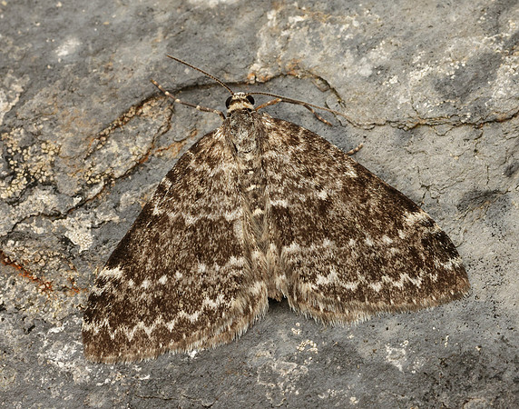 70.072 BF1744 Grey Mountain Carpet Entephria caesiata