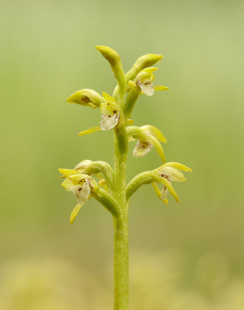 Coralroot Orchid Corallorhiza trifida