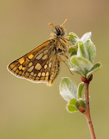 Chequered Skipper Carterocephalus palaemon