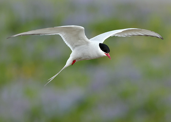 Arctic Tern Sterna paradisaea