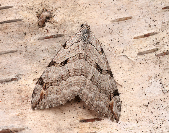 70.192 BF1867 Treble-bar Aplocera plagiata