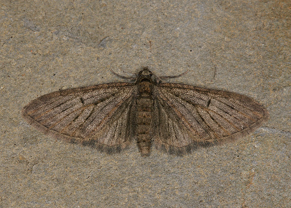 70.156 BF1852 Brindled Pug Eupithecia abbreviata