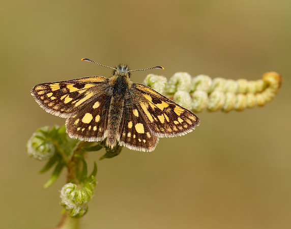 Chequered Skipper Carterocephalus palaemon