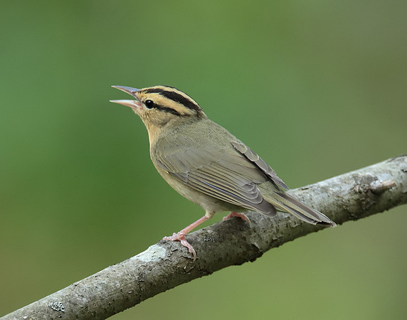 Worm-eating Warbler Helmitheros vermivorum