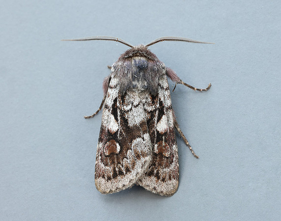73.363 BF2125 Northern Dart Xestia alpicola