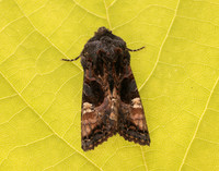 73.113 BF2306 Angle Shades Phlogophora meticulosa