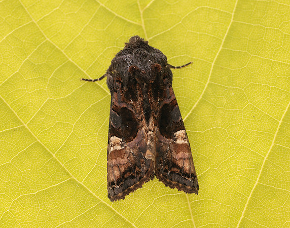 73.113 BF2306 Angle Shades Phlogophora meticulosa