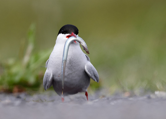 Arctic Tern Sterna paradisaea
