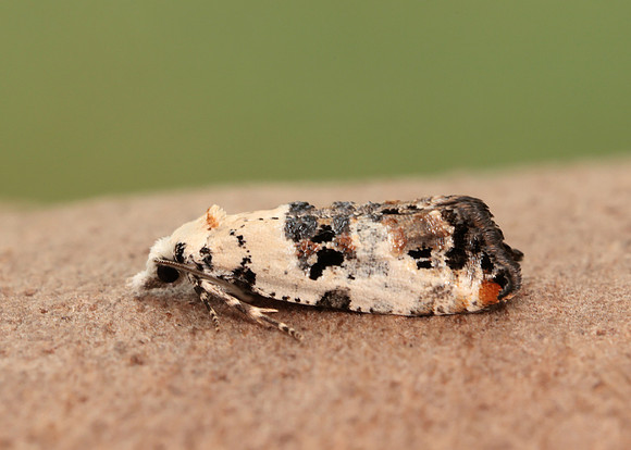 49.094 BF923 Phtheochroa sodaliana
