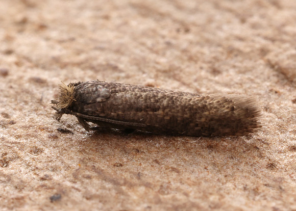 17.015 BF252 Ochsenheimeria urella