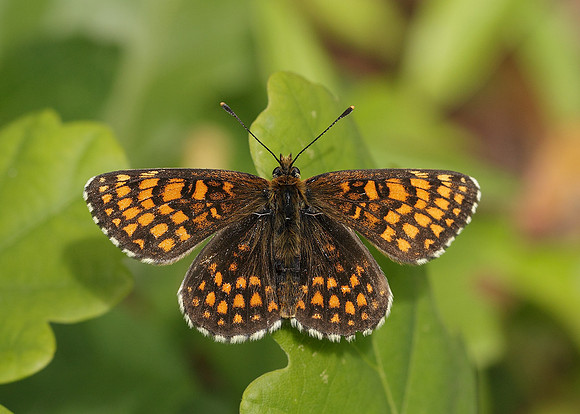 Heath Fritillary Melitaea athalia
