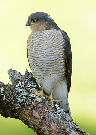 Sparrowhawk Accipiter nisus